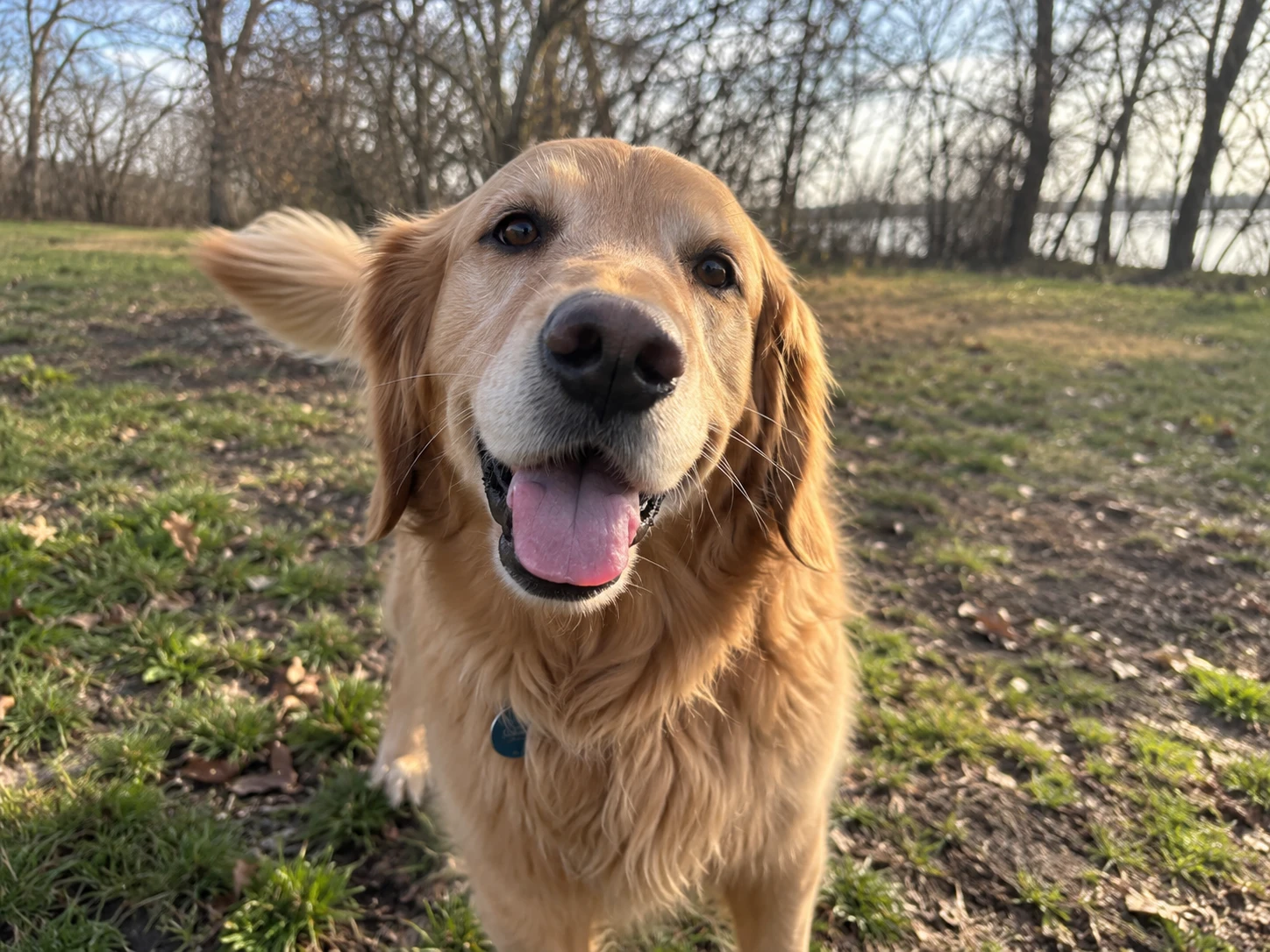 Photo of Honey