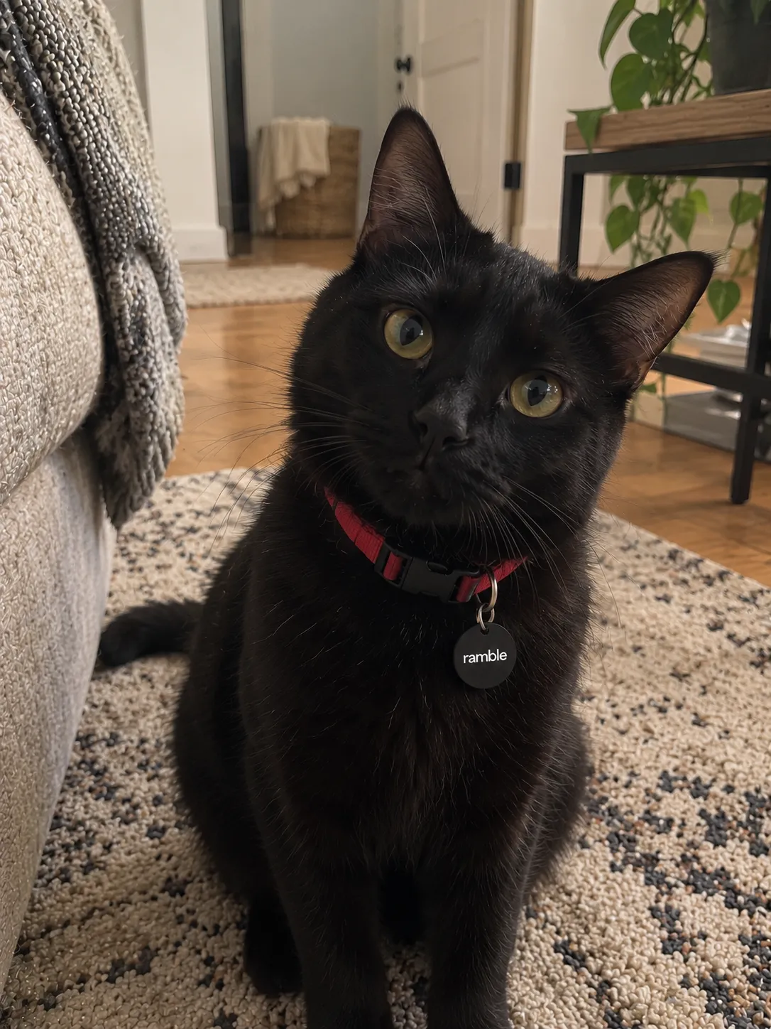 Black cat wearing a black Ramble tag