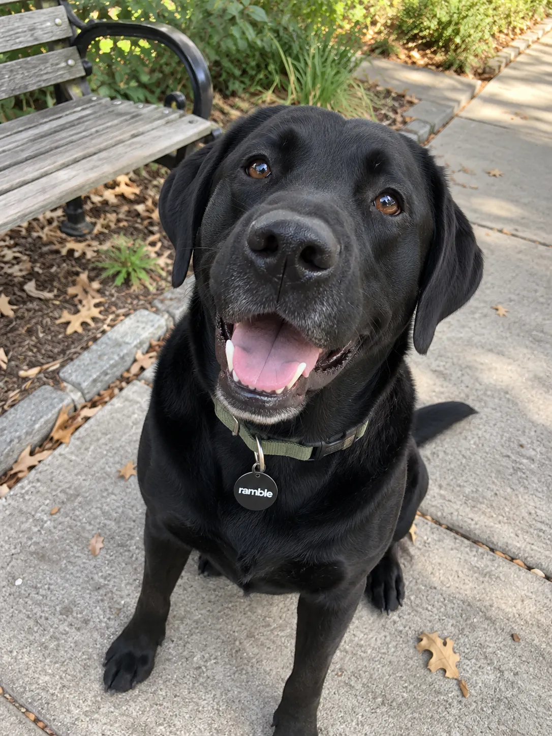 Black labrador sitting by a park bench, wearing a Ramble tag