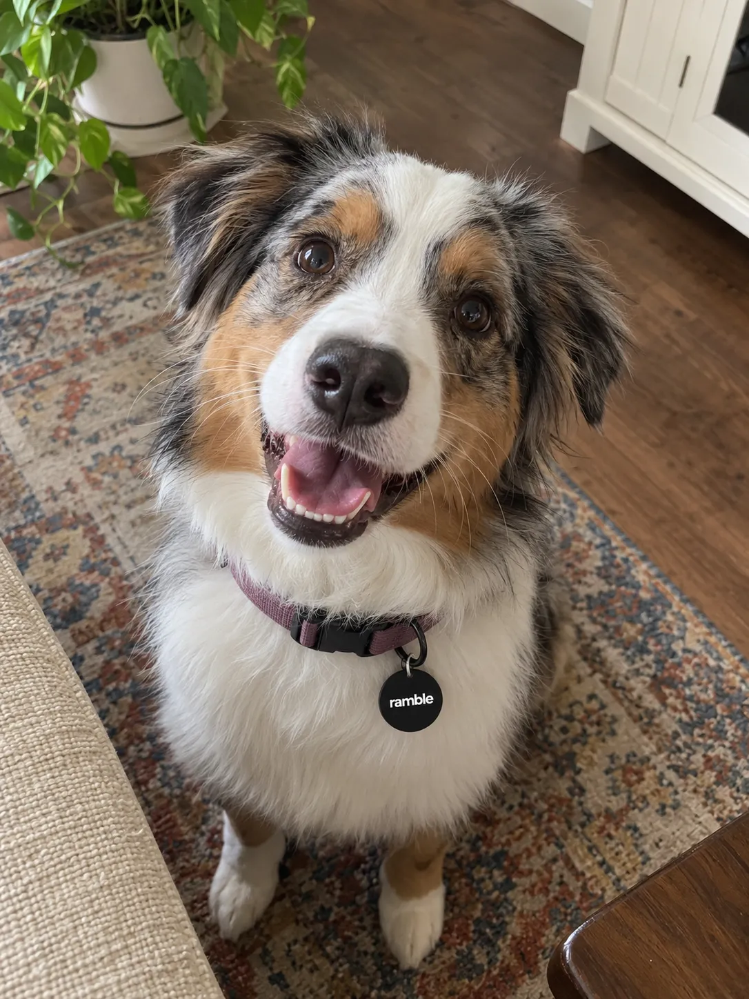 Australian shepherd sitting indoors wearing a Ramble tag