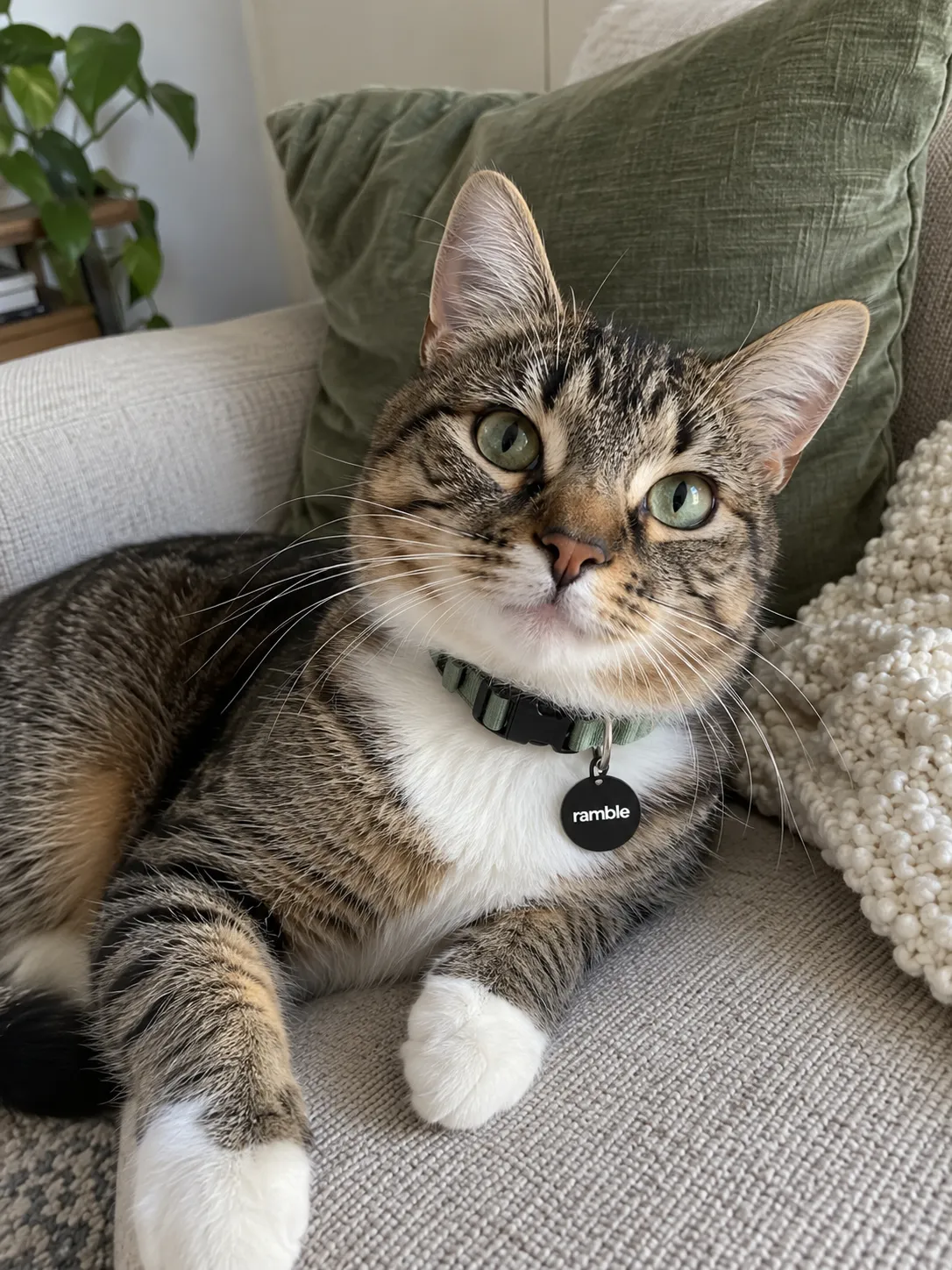 Tabby cat relaxing on a sofa, wearing a Ramble tag