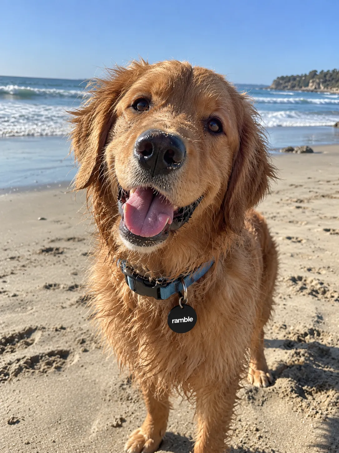 Golden retriever on the beach wearing a black Ramble tag