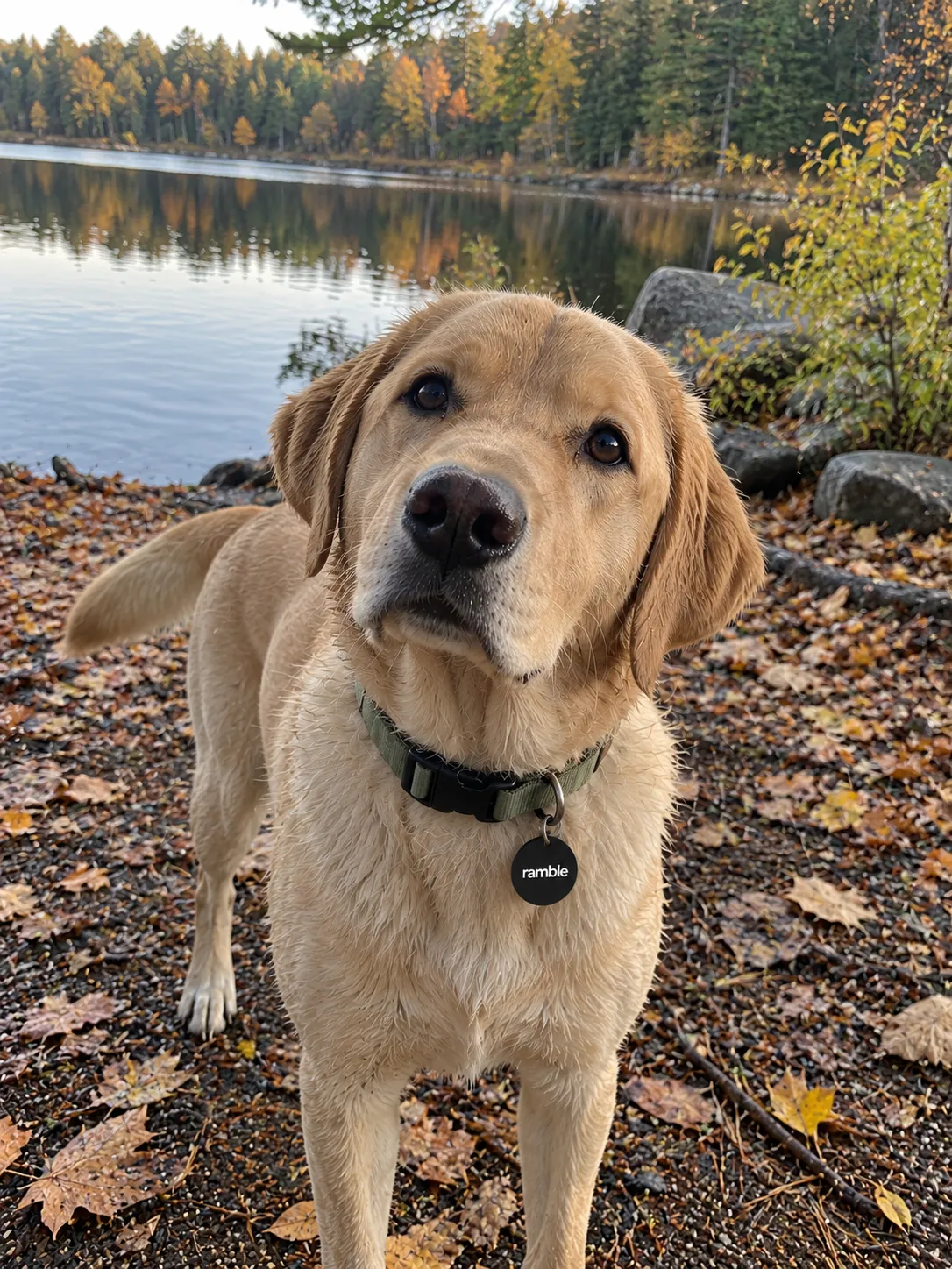 Yellow labrador by a lake in autumn, wearing a Ramble tag