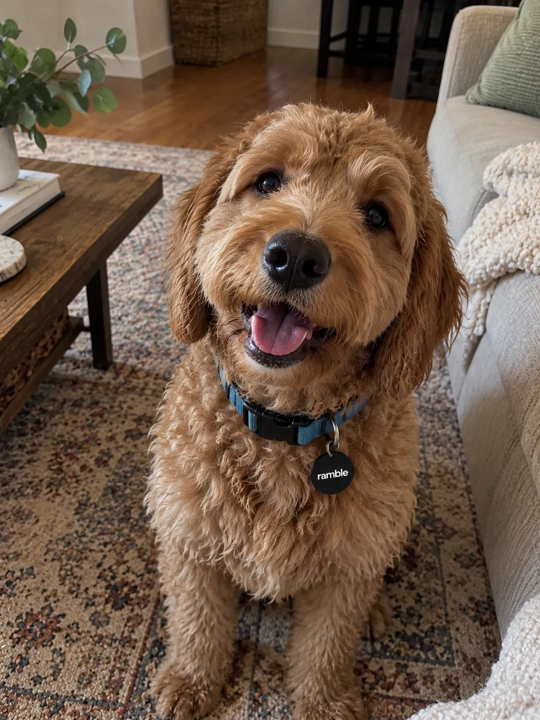 Goldendoodle in the living room, wearing a Ramble tag